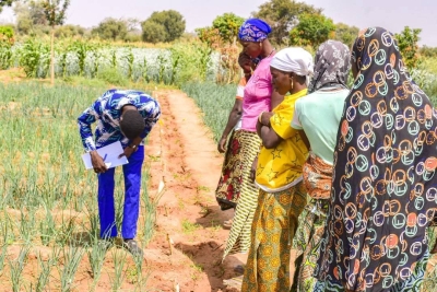 Fili&egrave;re oignon au Burkina: Une visite comment&eacute;e pour mettre en exergue les traitements sont possibles dans la production de l&rsquo;oignon au Burkina Faso