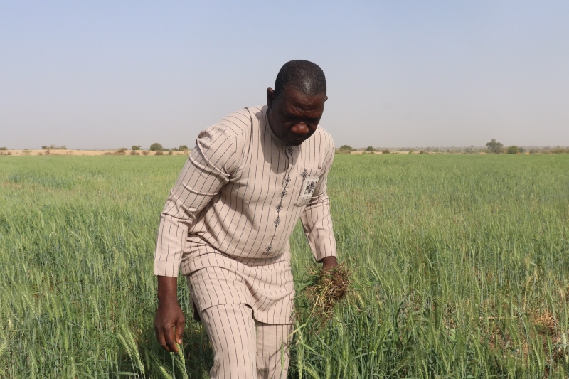 La CPF accompagne l&rsquo;initiative pr&eacute;sidentielle de promotion du bl&eacute; &agrave; Bagr&eacute;p&ocirc;le Une action structurante au service de la souverainet&eacute; alimentaire et de la formation des producteurs