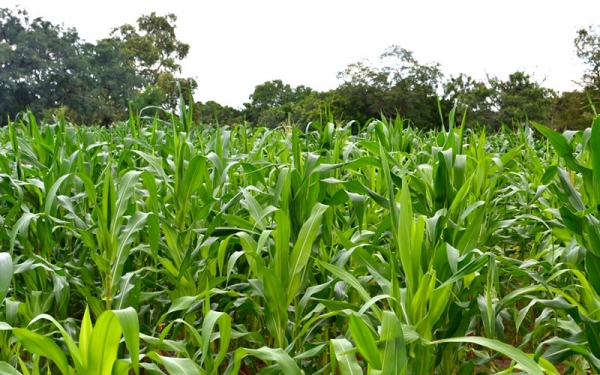 Les exploitations familiales, un mod&egrave;le id&eacute;al de d&eacute;veloppement &eacute;conomique, &eacute;cologique social et culturel